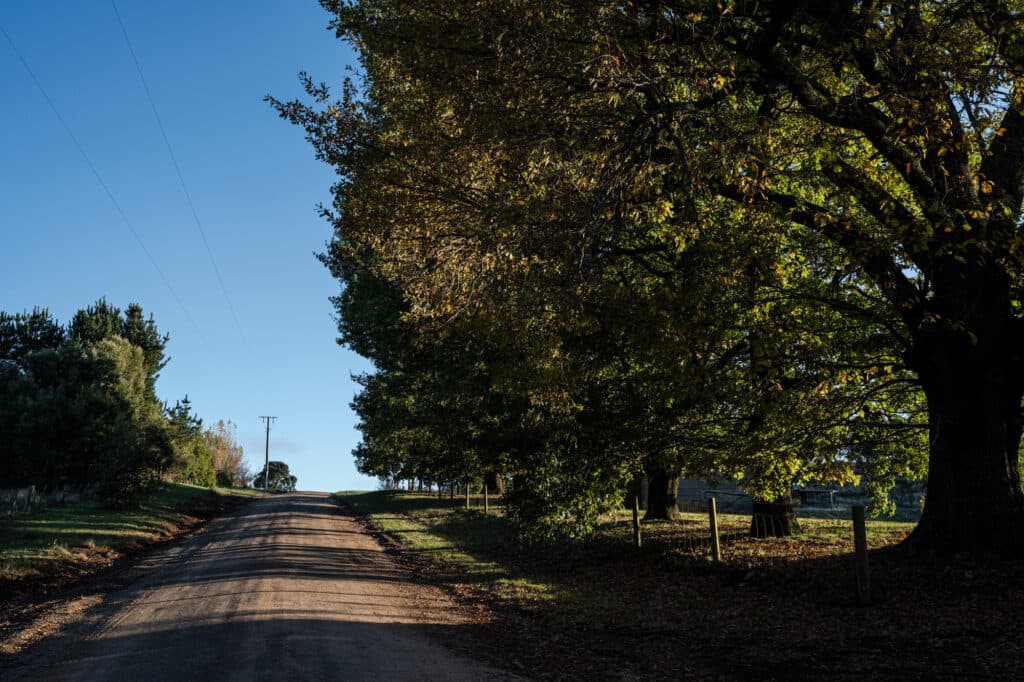 A quiet road lined with trees beneath a blue sky