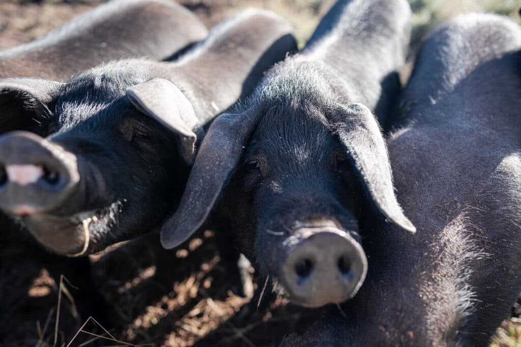 Two black pigs standing close together outdoors