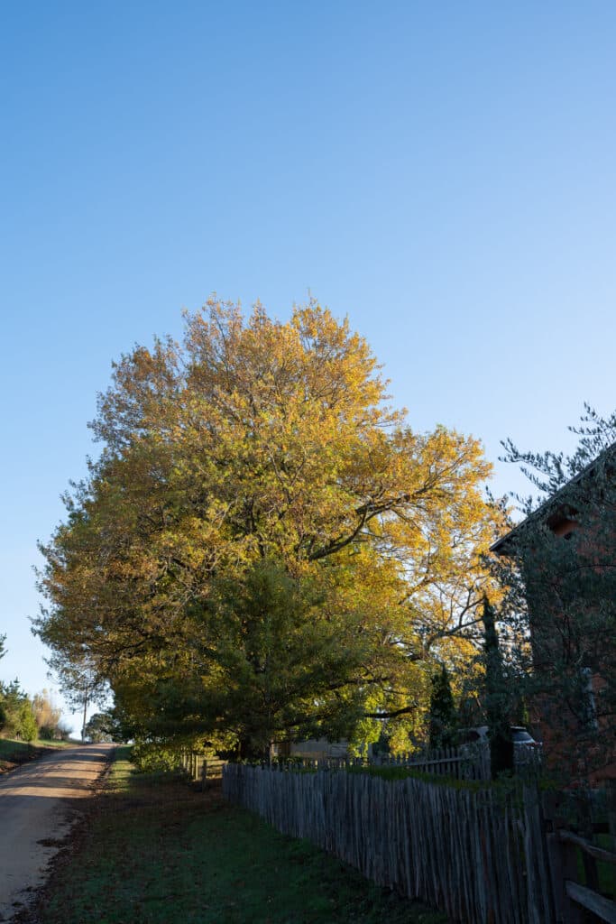 A leafy tree beside a fence under a blue sky