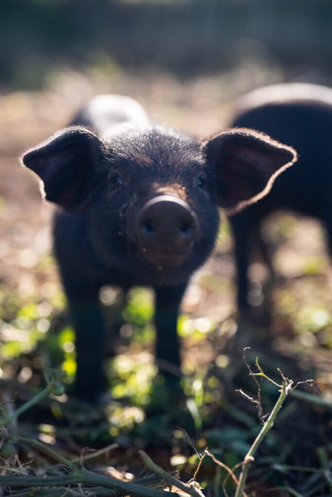 A small black pig standing in grass